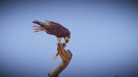 Eagle caught the prey in the claw and was feeding on it Stock Footage 243158453