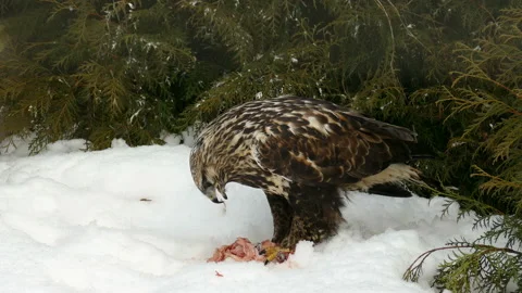 The eagle caught prey in the winter Video stock 106828705