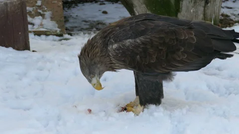The eagle caught prey in the winter - a small bird. Video stock 106828677