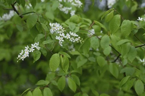 Eagle cherry, elsen cherry, common grape cherry, Mayday tree, Prunus padus, Stock Photos