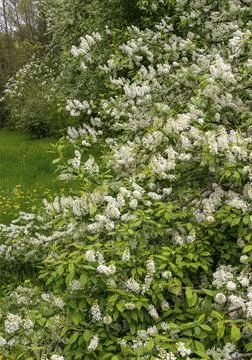 Eagle cherry, elsen cherry, common grape cherry, Mayday tree, Prunus padus, Stock Photos