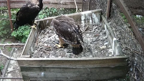 Eagle chick cleanses its prey Video stock 157432644
