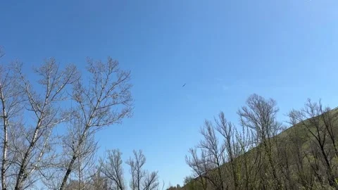 An eagle circles over a mountain river in search of prey Stock Footage 308180087