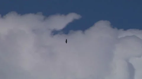 Eagle circling in the sky Stock Footage 8678592