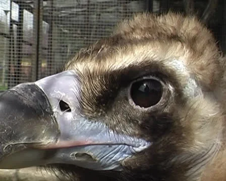 Eagle in the city zoo closeup Stock Footage 24932850