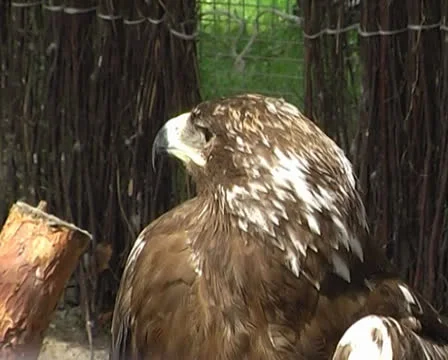 Eagle in the city zoo Stock Footage 24932853