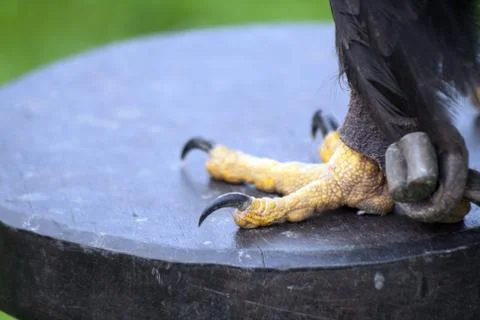 Eagle claws Stock Photos