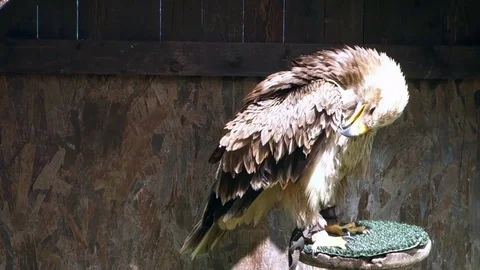Eagle cleans feathers Video stock 107834827