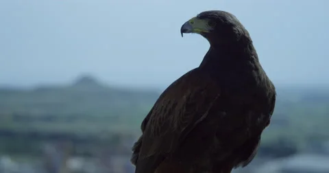 Eagle Close up Stock Footage 67572815