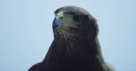 Eagle Close Up Stock Footage 67572831