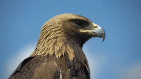Eagle close up Stock Footage 116391345
