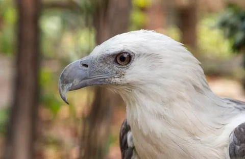 Eagle close up in the Philippines Stock Photos