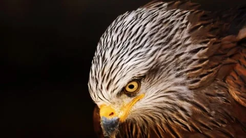 Eagle Close-Up with Sharp Eye Detail Stock Footage 322545524