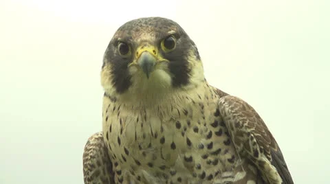 Eagle Close up in slow motion 200fps Stock-Footage 23481612