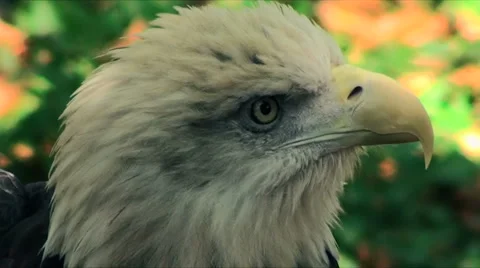 Eagle Closeup Stock Footage 1713239