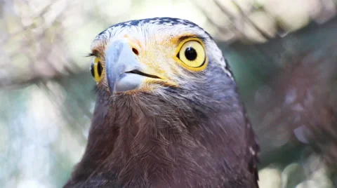 Eagle closeup Stock Footage 46013196