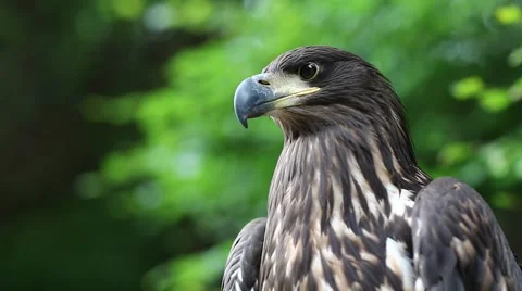 Eagle closeup Video stock 68924340