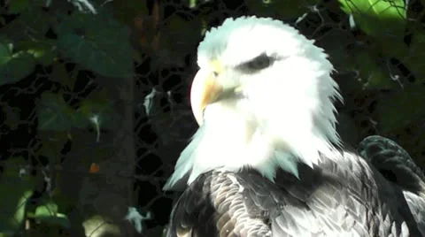 Eagle Closeup I Stock Footage 12579686