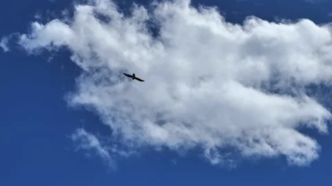 Eagle in the clouds Stock Footage 132169868