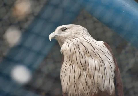 Eagle is the common name for many large birds of prey of the family Accipitri Stock Photos