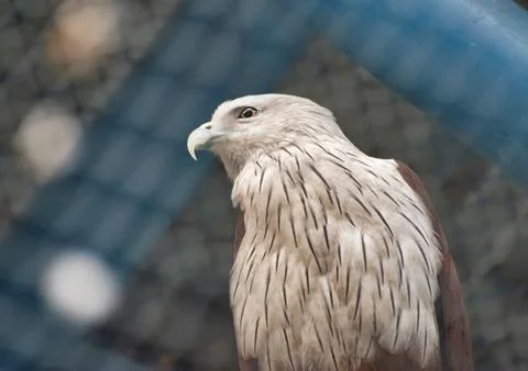 Eagle is the common name for many large birds of prey of the family Accipit.. Stock Photos