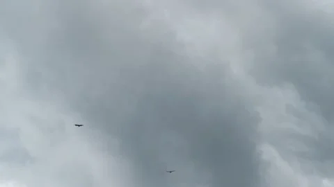 Eagle Couple Circles Stock Footage 205073669