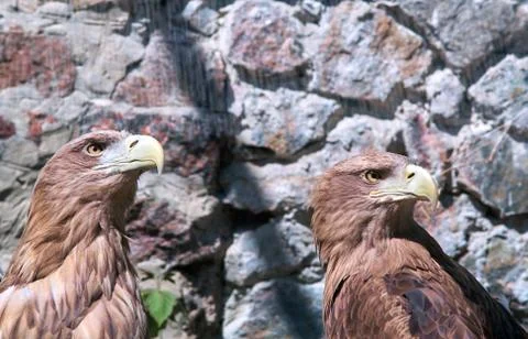 Eagle couple Stock Photos