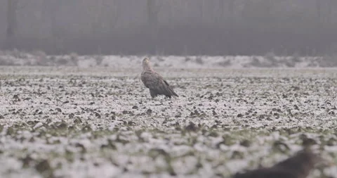 Eagle, Crow and Hawk standing in The Field Winter Stock Footage 144735246