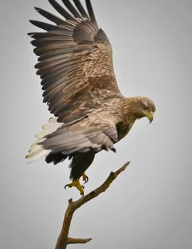 Eagle dancin on tree Stockfoto's