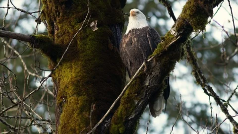 Eagle In A Dead Tree Stock Footage 121192733