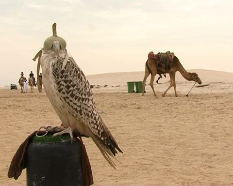 Eagle in Desert Video stock 89653670