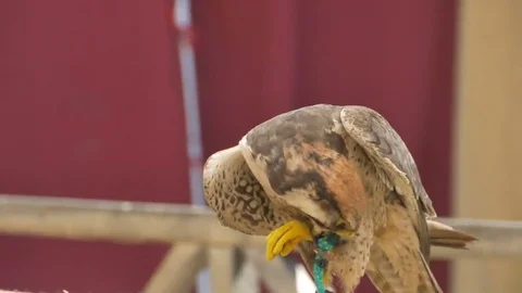 Eagle Disturbed by Foot Rope Stock Footage 69271008