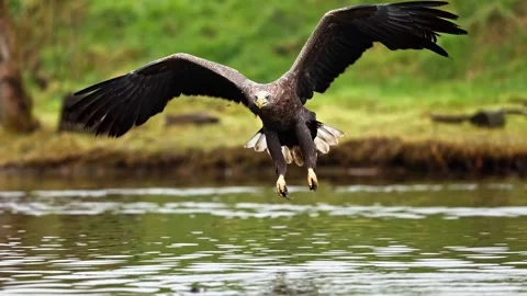 Eagle dives into water to catch fish with talons extended. Stock-Footage 341072184