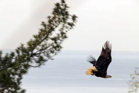 Eagle Diving over Lake Stock Photos