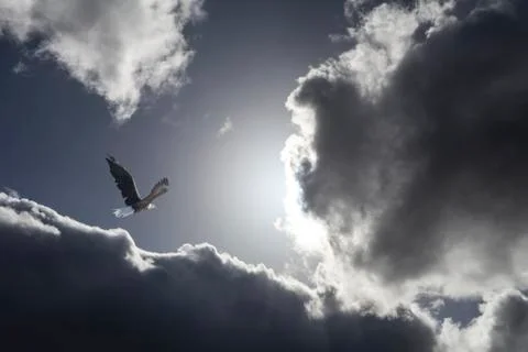 Eagle in dramatic clouds Stock Photos