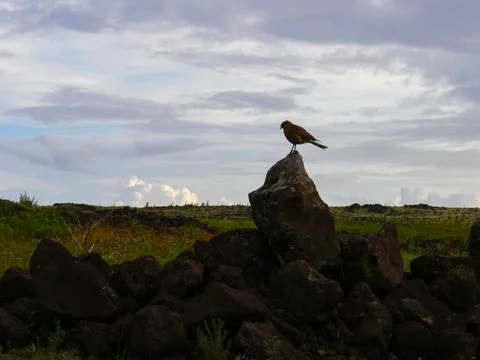 Eagle on Easter Island. Bird of prey Stock Photos