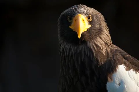 Eagle eastern Stock Photos