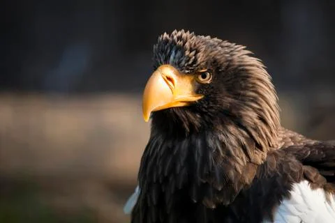 Eagle eastern 스톡 사진