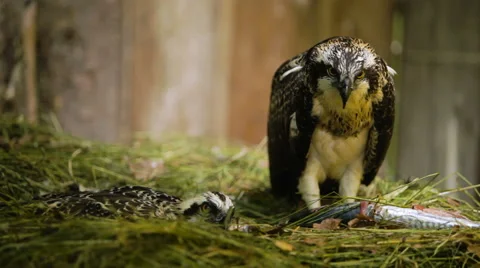 Eagle eating and standing 스톡 동영상 64206606