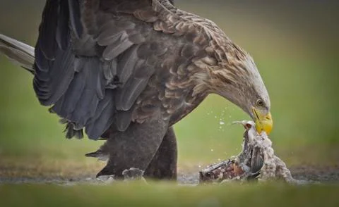 Eagle is eating closeup Stockfoto's