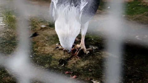 An eagle is eating fish in its cage Video stock 280677957