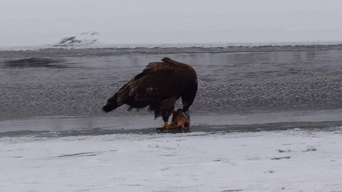 Eagle eating a fish next to a river Stock Footage 128146671