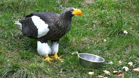 Eagle eating Stock Footage 117043458