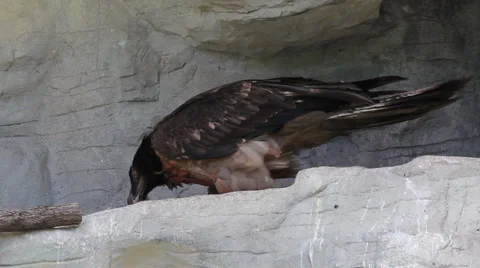 Eagle eating meat Video stock 5186766