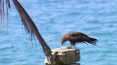 An Eagle eating perched on a pillar Stock-Footage 52531084