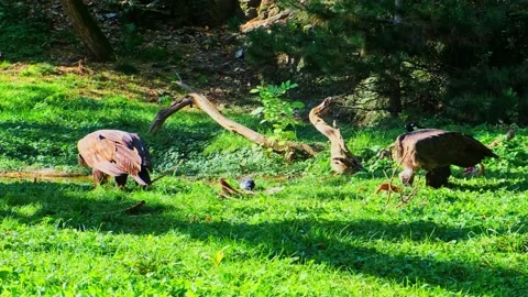 Eagle eating prey feeding meat on the ground in forest Stock Footage 229084040