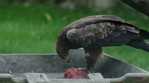 Eagle eating raw meat. Stock Footage 32630045