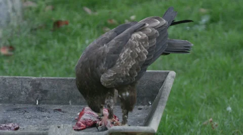 Eagle eating raw meat. Stock Footage 32630575