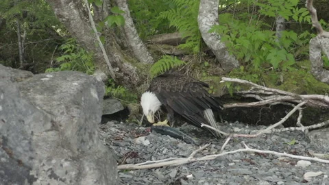 Eagle eating salmon 2 4k Stock Footage 232875949
