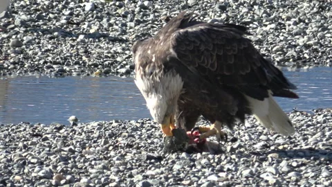 Eagle eating salmon Stock Footage 246157650